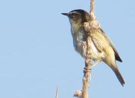 Foto: Sedge warbler