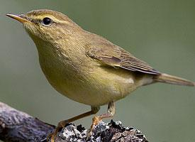 Foto: Iberian chiffchaff