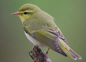 Foto: Wood warbler