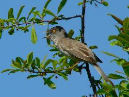 Foto: Barred warbler