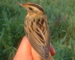 Foto: Aquatic warbler