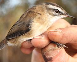 Foto: Moustached warbler