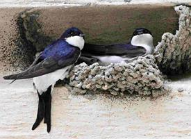 Foto: Western house martin