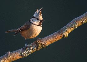 Foto: Crested tit