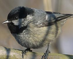 Foto: Coal tit