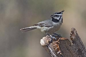 Foto: Bridled titmouse