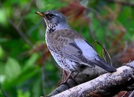 Foto: Fieldfare