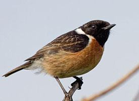 Foto: European stonechat