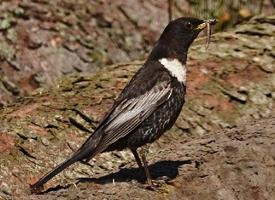 Foto: Ring ouzel