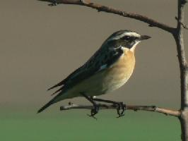 Foto: Whinchat