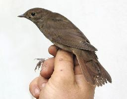 Foto: Thrush nightingale