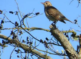 Foto: Song thrush