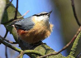 Foto: Eurasian nuthatch