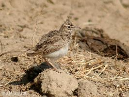 Foto: Crested lark