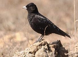 Foto: Black lark