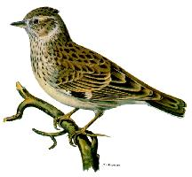 Foto: Woodlark