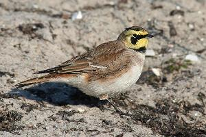 Foto: Horned lark