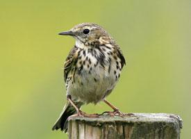 Foto: Meadow pipit