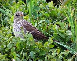 Foto: Water pipit