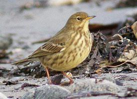 Foto: European rock pipit