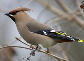 Foto: Bohemian waxwing