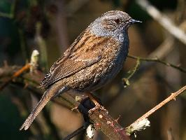 Foto: Dunnock