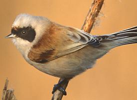 Foto: Eurasian penduline tit