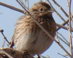 Foto: Pine bunting