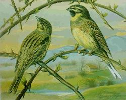 Foto: Cirl bunting