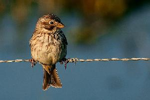 Foto: Corn bunting