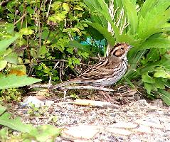 Foto: Little bunting