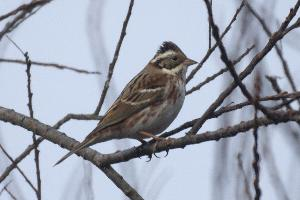 Foto: Rustic bunting