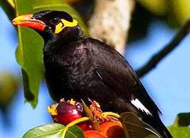 Foto: Common hill myna