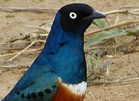 Foto: Superb starling