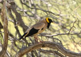 Foto: Wattled starling