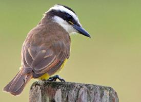 Foto: Great kiskadee