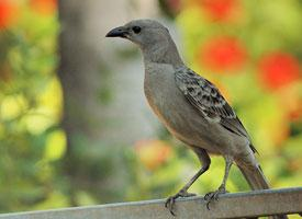 Foto: Great bowerbird