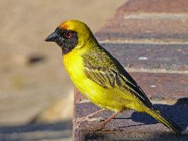 Foto: Southern masked weaver