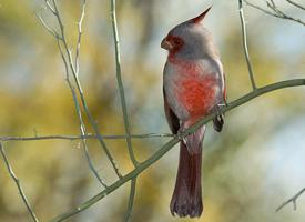 Foto: Pyrrhuloxia