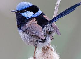 Foto: Superb fairywren