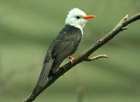 Foto: Black bulbul