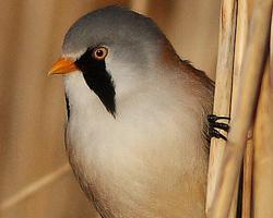 Foto: Bearded reedling