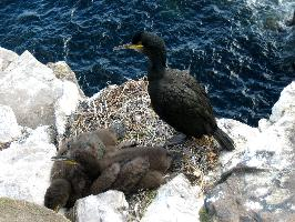 Foto: European shag