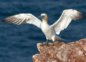 Foto: Northern gannet