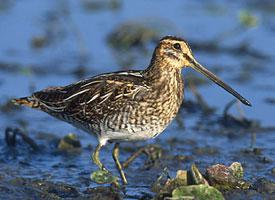 Foto: Common snipe