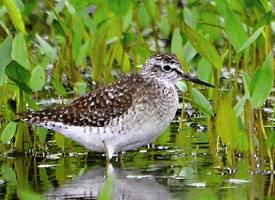 Foto: Green sandpiper