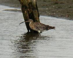 Foto: Eurasian curlew