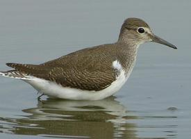 Foto: Common sandpiper