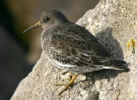 Foto: Purple sandpiper