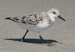 Foto: Sanderling